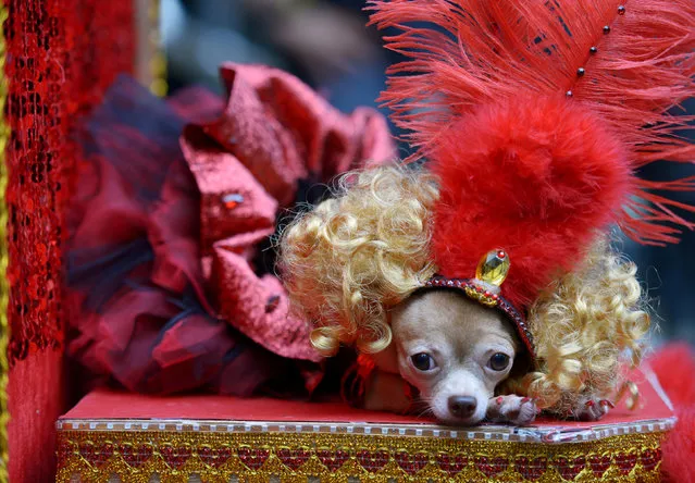 A Chihuahua puppy dressed like a Moulin Rouge dancer rests during an activity for World Animal Day at Eastwood Mall, Quezon City, Metro Manila, Philippines October 7, 2018. (Photo by Eloisa Lopez/Reuters)