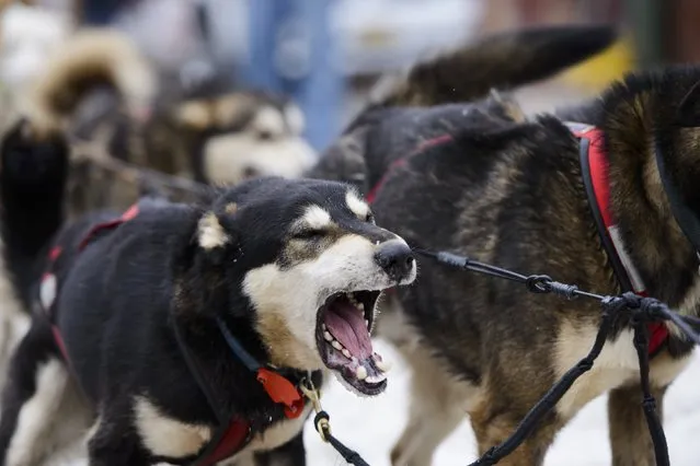 Christian Turner's dogs tug on the lines as they approach the starting line of the 2015 ceremonial start of the Iditarod Trail Sled Dog race in downtown Anchorage, Alaska March 7, 2015. The timed portion of the race, which typically lasts nine days or longer, begins on Monday in Fairbanks, about 300 miles (482 km) away. Traditionally held in Willow, the timed start was moved to Fairbanks this year to accommodate an alternate trail selected after race officials deemed sections of the traditional path unsafe.    REUTERS/Mark Meyer  (UNITED STATES - Tags: SPORT ANIMALS SOCIETY)