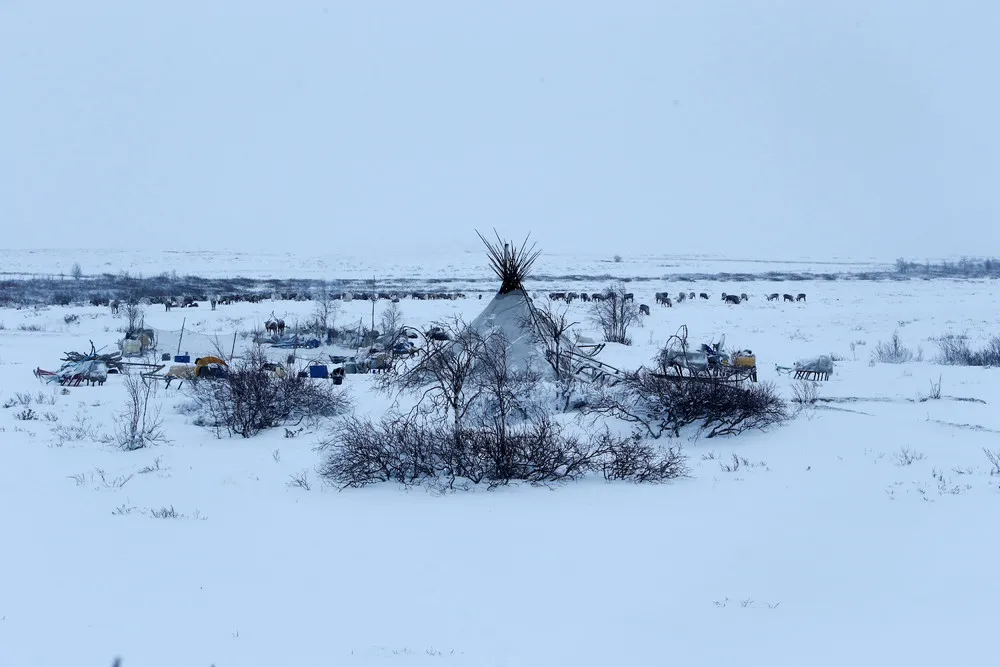Reindeer herding in Russia's Arctic