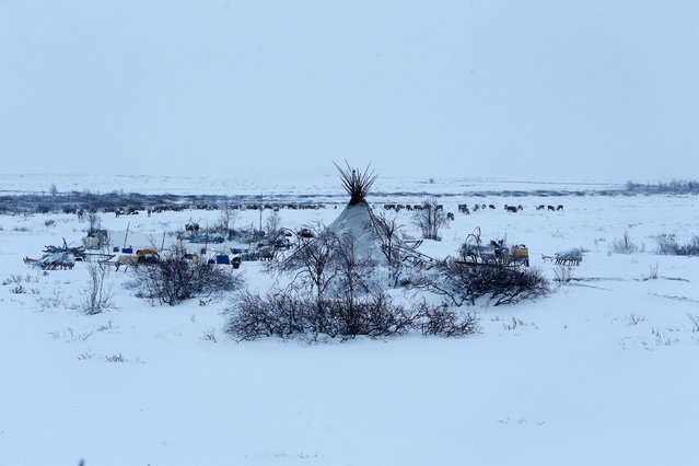 A view shows a tent belonging to reindeer herders in the tundra area in Nenets Autonomous District, Russia, November 27, 2016. (Photo by Sergei Karpukhin/Reuters)