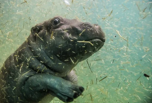 A one-month old baby hippo enjoys diving in the water pool at the hippopotamus enclosure of the zoo in Prague, Czech Republic, February 26, 2016. (Photo by Filip Singer/EPA)