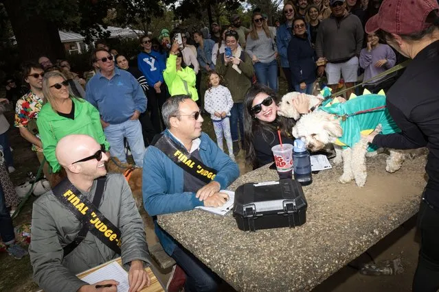 Teddy and Charlie, dressed as dinosaurs, greet judge Dina Jarkas during the First Annual Kalorama Park Halloween Dog Parade on Saturday, October 21, 2023 in Kalorama Park near the Adams Morgan neighborhood of Washington. (Photo by Tom Brenner for The Washington Post)