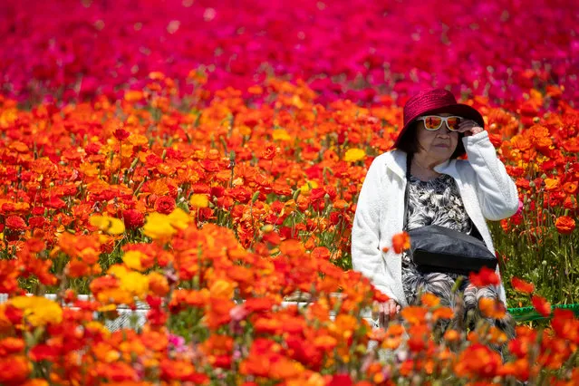 A woman adjusts her sunglasses as she has her picture taken amid thousands of ranunculus flowers at the Flower Fields in Carlsbad, California, April 26, 2018. (Photo by Mike Blake/Reuters)