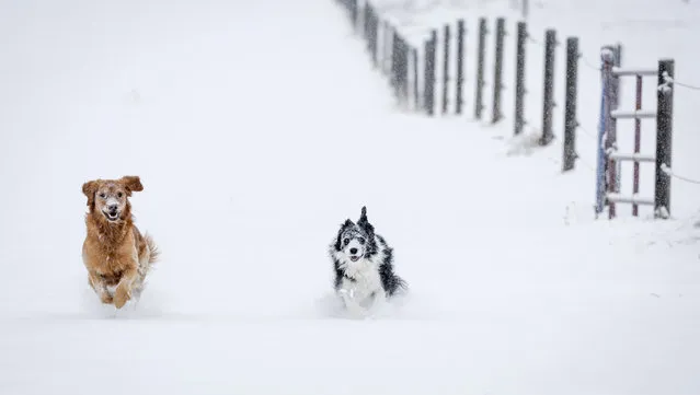 Daisy, left, and Maggie race through fresh snow near Cremona, Alberta, Tuesday, October 24, 2023, after the first snowfall of the season. (Photo by Jeff McIntosh/The Canadian Press via AP Photo)
