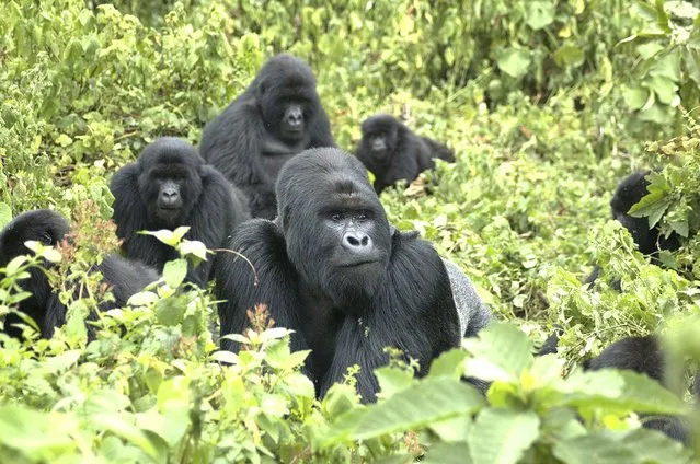 A family of mountain gorillas from the Virunga volcanic mountain range on the borders of Rwanda, Uganda and the Democratic Republic of Congo is shown in this undated handout photo provided by Gorilla Doctors April 8, 2015. Twenty-three scientists from six countries unveiled on April 9, 2015 the first complete genetic map of the mountain gorilla, a close genetic cousin to humans inhabiting two isolated areas in central Africa. (Photo by Reuters/Gorilla Doctors/UC Davis)