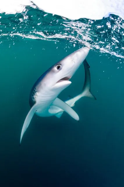 British waters wide-angle category runner-up. Shocked Shark by Will Clark (UK). Location: Penzance, Cornwall, UK. “This juvenile blue shark was the first to arrive at our boat after an hour of chumming. We were alerted to its presence by the bobbing of a small buoy which had fresh mackerel tied to it. I leaned over the side of the boat with my camera housing not quite fully submerged as the skipper tried to coax the shark nearer to the boat. He got the blue very close to me, and then just at the last moment he whipped the bait out of the water, which got this reaction from the shark”. (Photo by Will Clark/Underwater Photographer of the Year 2016)