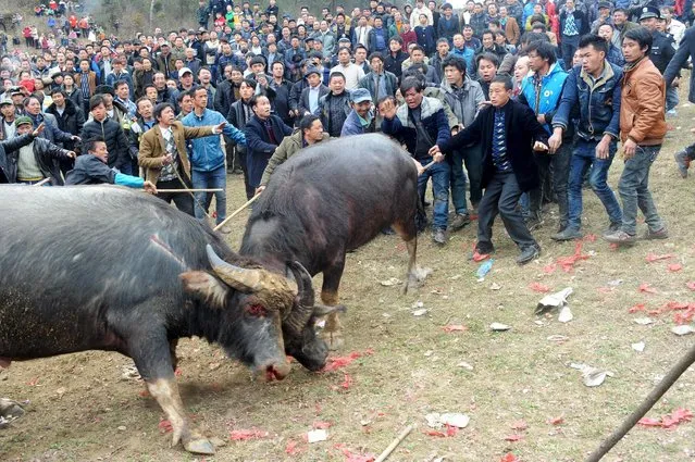Locals try to pull two fighting bulls away to break up their fight during a bullflighting contest to celebrate the Chinese Lunar New Year in Longli County, Guizhou Province, China, February 17, 2016. (Photo by Reuters/Stringer)