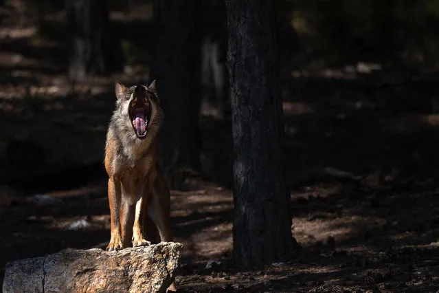 A wolf yawns at the Iberian Wolf Centre in the Sierra de la Culebra near the village of Puebla de Sanabria on July 28, 2021. Hunting wolves is due to be banned nationwide in Spain by the end of September, much to the delight of conservationists and the dismay of ranchers who worry the change will mean more attacks on their livestock. (Photo by Pierre-Philippe Marcou/AFP Photo)