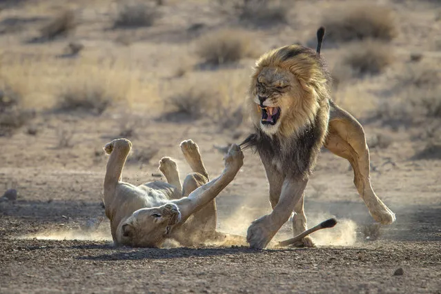 A lioness takes a swipe at a male in the Kgalagadi Transfrontier wildlife preserve in South Africa in May 2021. (Photo by Gonnie Myburgh/Cover-Images.com)