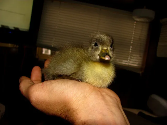 How This Man’s Saved A Duckling