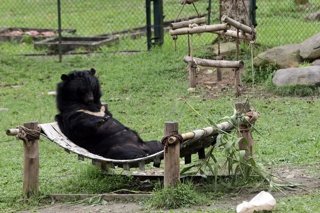 A moon bear lies inside its sanctuary in Vietnam Bear Rescue Centre, which is operated by international organization Animals Asia, in Tam Dao national park, about 70 kms from Hanoi, Vietnam, 11 April 2015. Animals Asia has rescued more than 500 bears in Vietnam and China, according to media reports. (Photo by Luong Thai Linh/EPA)
