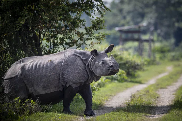 A one-horned rhinoceros crosses a road inside Kaziranga national park on the eve of the World Rhino Day in Gauhati, India, Tuesday, September 21, 2021. Kaziranga is home to nearly 2,500 one-horned rhinos and is the world‚Äôs largest habitat for the rare animal. (Photo by Anupam Nath/AP Photo)