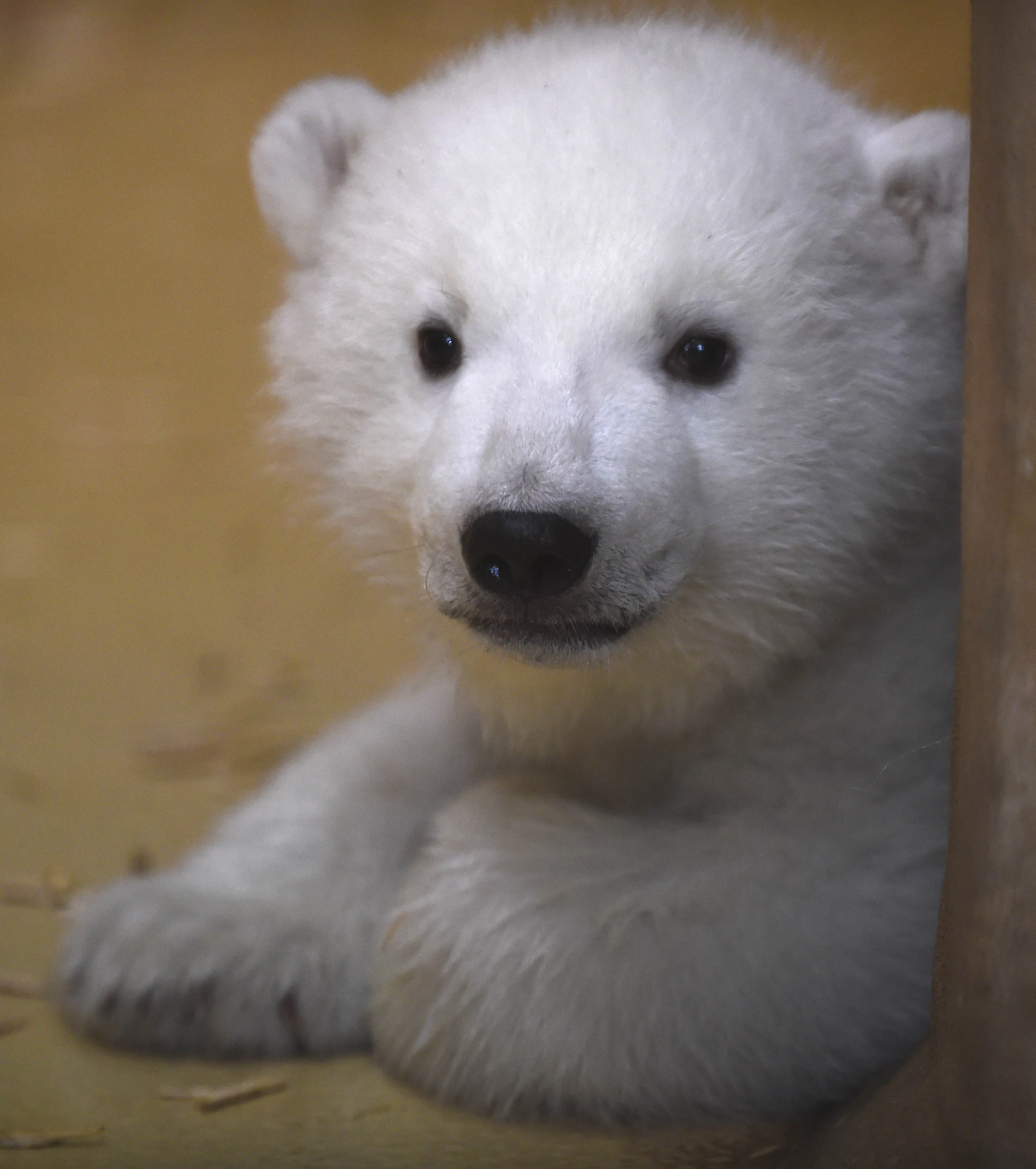 На следующей странице представлены фотографии белого медведя