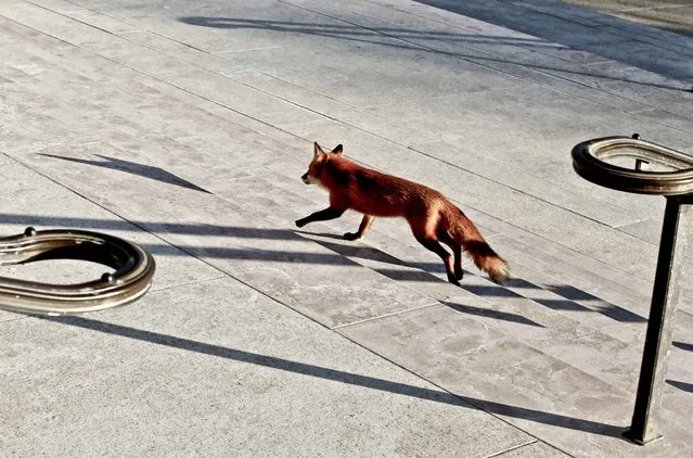 A fox strolls past the National Gallery of Art on the National Mall in Washington on January 30, 2014. Foxes can be found in and around the city's Rock Creek Park but are not frequently seen in more densely populated areas of the US capital. (Photo by Catherine MacDougall-Kamm/AFP Photo)