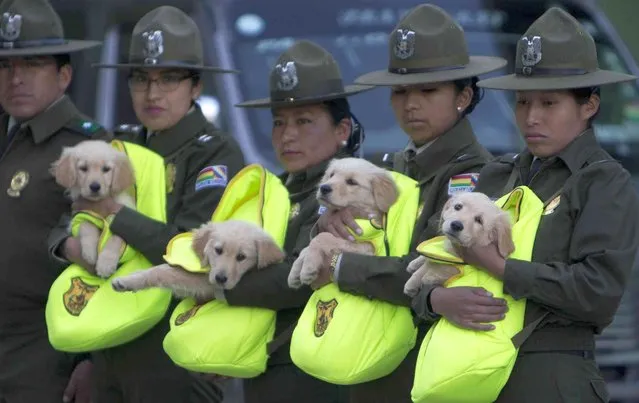 Female officers introduce a litter of Golden Retriever puppies to be trained as police dogs, during a skills presentation of the K-9 unit for the leadership, in La Paz, Bolivia, Friday, April 5, 2019. (Photo by Juan Karita/AP Photo)