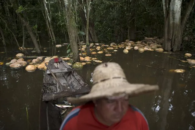 Brazilian farmer Jander Santos de Souza paddles his canoe amid pumpkins in his plantation which is inundated with floodwaters from the Solimoes River, in the rural municipality of Manacapuru, Amazonas state May 5, 2015. (Photo by Bruno Kelly/Reuters)
