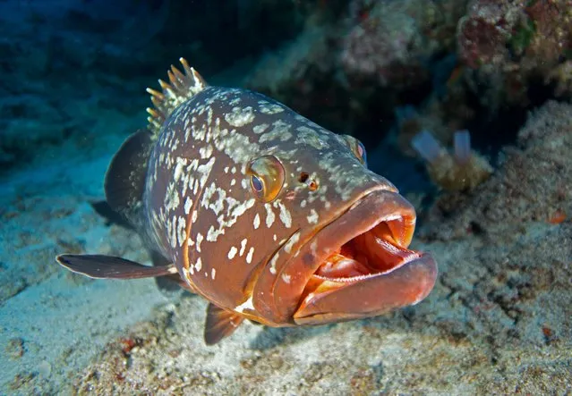 A view of a grouper, an endangered species that lives off the coasts of the Mediterranean and Atlantic Ocean, documented by underwater documentary filmmaker and cinematographer Tahsin Ceylan and his diving team for the August 30 Victory Day of Turkish Republic in Antalya, Turkiye on August 29, 2023. (Photo by Tahsin Ceylan/Anadolu Agency via Getty Images)