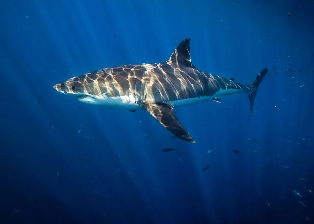 A shark up close. (Photo by Juan Oliphant/Caters News)