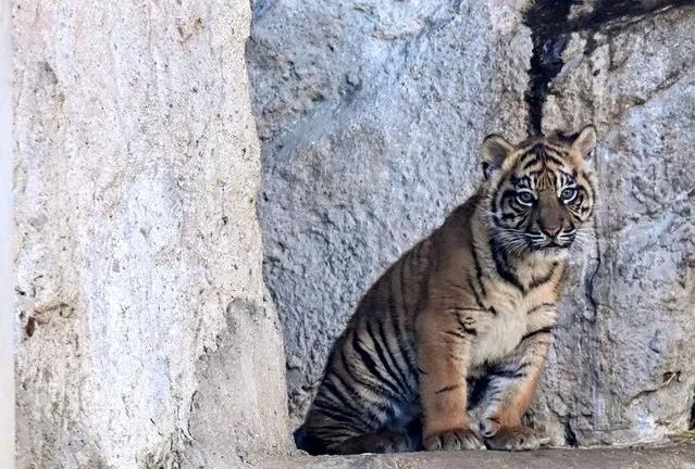 This photograph taken on March 7, 2024, shows a Sumatran Tiger cub named Kala, through a glass, at the Bioparco zoo (Biopark Zoo), in Rome. The tiger cub was born on December 2023 and was presented to the public for the first time on March 7, 2024. (Photo by Tiziana Fabi/AFP Photo)