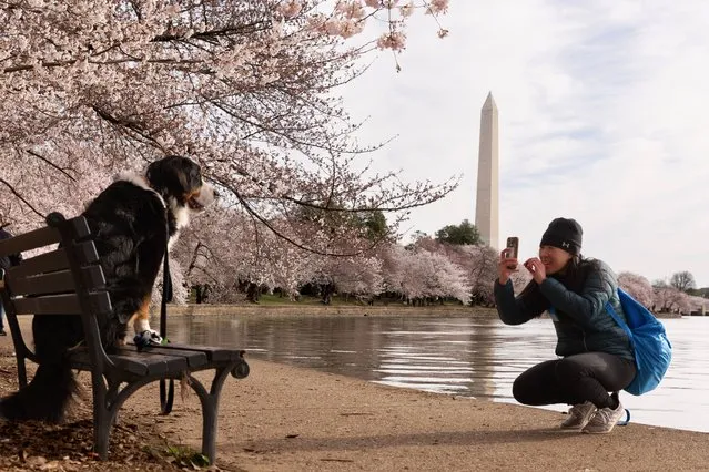 Adrienne Yip takes a picture of her Burmese mountain dog named “Walter”, beneath the cherry blossoms in peak bloom at the Tidal Basin with the Washington Monument seen behind, in Washington, DC, USA, 18 March 2024. Peak bloom, as defined when seventy percent of the cherry blossoms are open, is occuring this week. This year's peak bloom, beginning the 17th of March, is tied for the second earliest in history and is seen as a reflection of warming temperatures. (Photo by Michael Reynolds/EPA/EFE/Rex Features/Shutterstock)