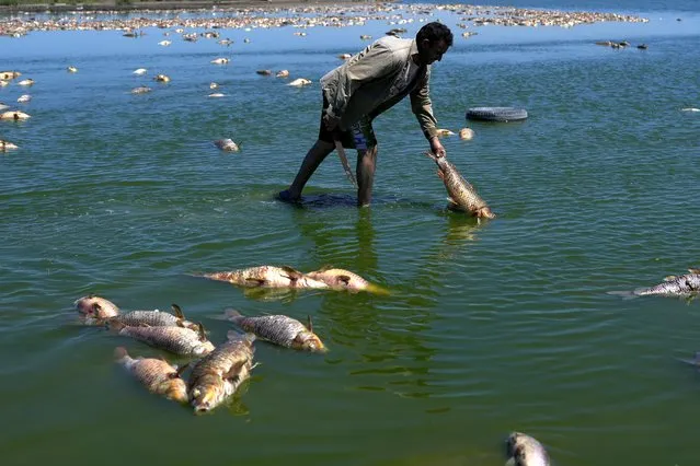 A man searches for fish that are still alive as dead fish agglomerate on the shore of the Salado River during a drought in Buenos Aires province, Argentina, Sunday, January 22, 2023. (Photo by Natacha Pisarenko/AP Photo)