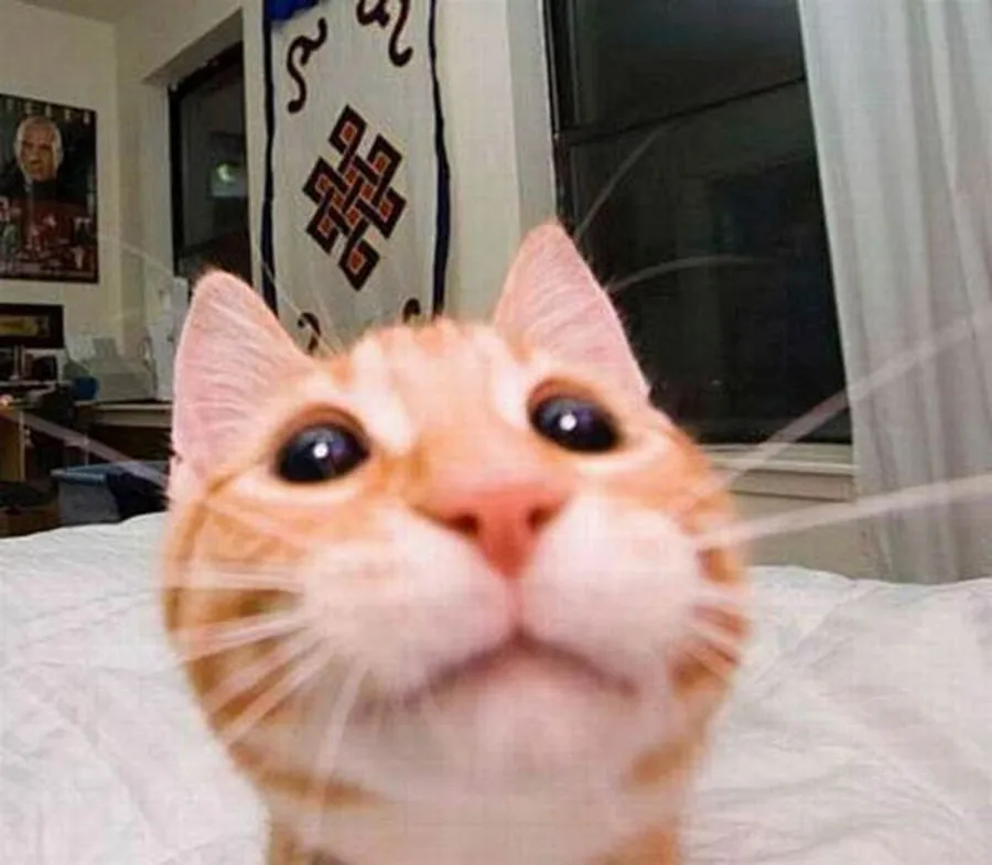 Cats Taking Selfies Part 1