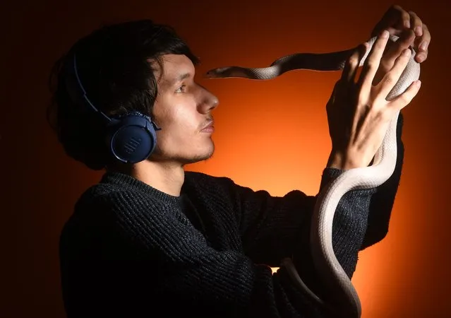 Ned Riley holds a South Carolina corn snake in the second decade of April 2024. Riley, who has autism, will share his knowledge and fascination for reptiles and bugs at the Devon County Show on May 16-18. (Photo by Russell Sach/The Times)