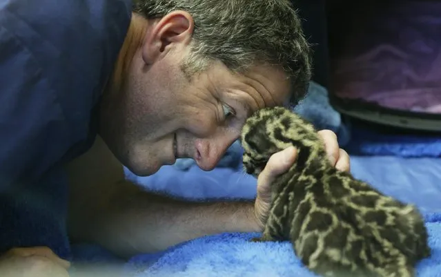 Andy Goldfarb, a staff biologist at the Point Defiance Zoo & Aquarium, plays with one of the four clouded leopard cubs currently at the zoo Friday, June 5, 2015 in Tacoma, Wash. The quadruplets were born on May 12, 2015 and now weigh about 1.7 lbs. each. Friday was their first official day on display for public viewing, usually during their every-four-hours bottle-feeding sessions, which were started after the cubs' mother did not show enough interest in continuing to nurse them. (AP Photo/Ted S. Warren)