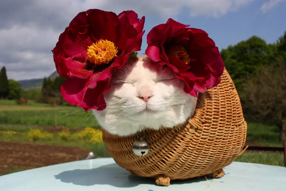 Shironeko, the Relaxed Cat Part 1