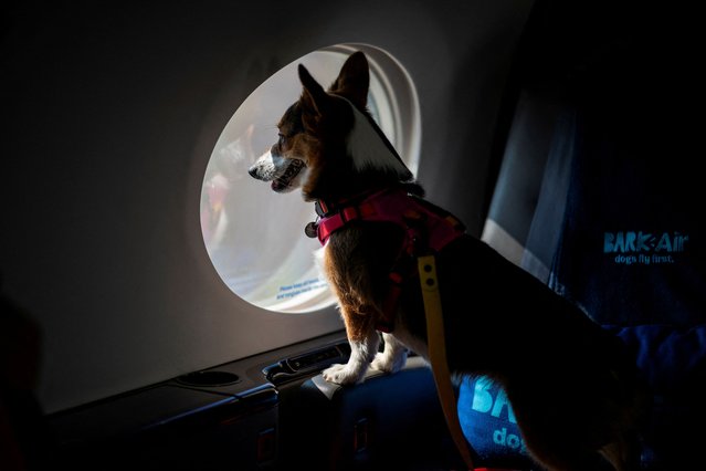 A dog looks out from a plane’s window during a press event introducing Bark Air, an airline for dogs, at Republic Airport in East Farmingdale, New York on May 21, 2024. (Photo by Eduardo Munoz/Reuters)