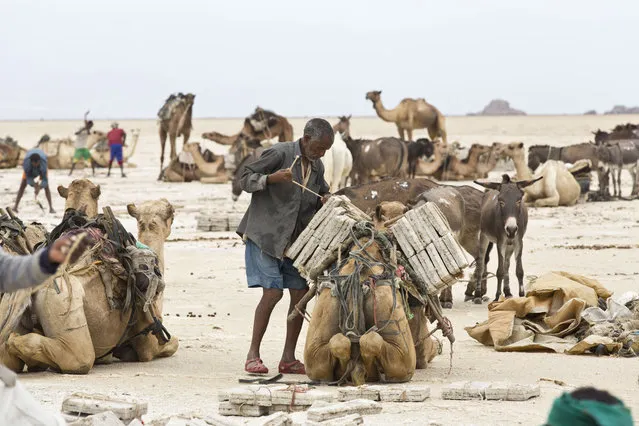 February 8, 2014 – Danakil Desert, Ethiopia: Camel caravans are used for carrying salt through the Danakil desert in the Afar Triangle. (Photo by Ziv Koren/Polaris)