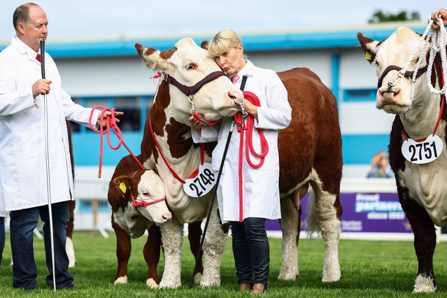 A farmer reacts with her Hereford as it’s judged at the Royal Highland Show on June 20, 2024 in Edinburgh, Scotland. The annual event aims to showcase “the best of food, farming and rural life”. (Photo by Jeff J. Mitchell/Getty Images)