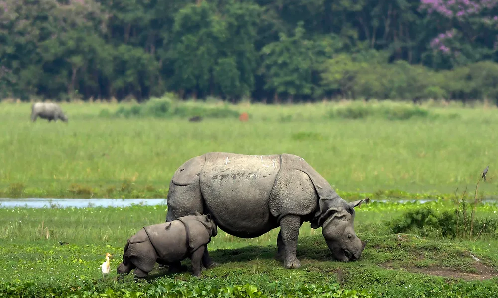 Some Photos: Animals