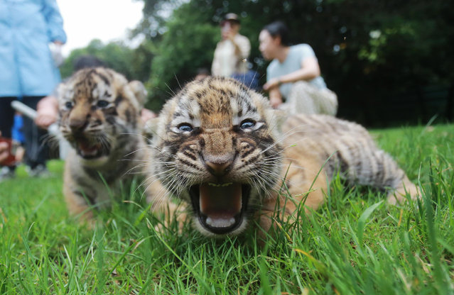 Three Siberian tiger cubs meet visitors at Yangzhou Zoo in Yangzhou City, east China's Jiangsu Province, on 27 June, 2024. (Photo by Splash News and Pictures)