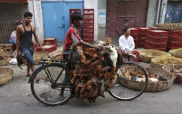 A boy transports chickens on his bicycle at a roadside poultry market in Kolkata, India, May 4, 2016. (Photo by Rupak De Chowdhuri/Reuters)