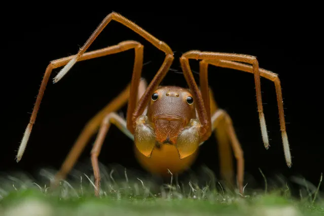 Animal portraits winner: Face of Deception by Ripan Biswas, India .It may look like an ant, but count its legs – and note those pedipalps either side of the folded fangs. Biswas was photographing a red weaver ant colony in the subtropical forest of India’s Buxa Tiger reserve, in West Bengal, when he spotted the odd‑looking ant. On a closer look he realised it was a tiny ant‑mimicking crab spider, just 5mm (1/5 inch) long. Many spider species imitate ants in appearance and behaviour – even smell. This particular spider seemed to be hunting ants in the colony. (Photo by Ripan Biswas/2019 Wildlife Photographer of the Year)