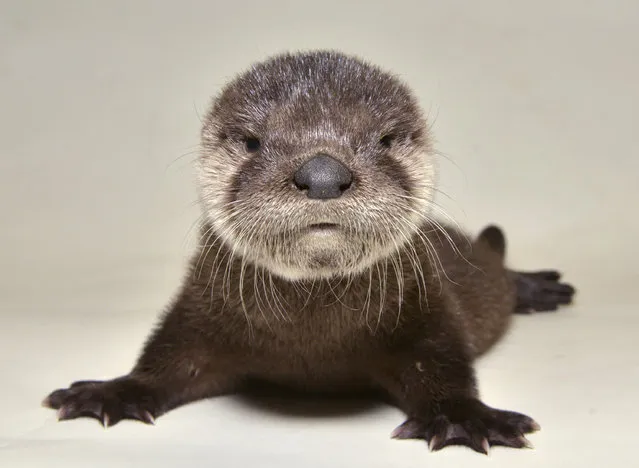 In this April 20, 2017, photo provided by the Arizona Game and Fish Department shows a rescued otter at the Adobe Mountain Wildlife Center in Phoenix, Arizona. The otter was described as dehydrated, hungry and infested with fleas when rescued, but Arizona Game and Fish wildlife staff cared for the otter and fed it a trout mash mixed with kitten's milk to provide appropriate nutrients. Once the otter's condition improved, it was handed off April 26 to Out of Africa Wildlife Park in Camp Verde. (Photo by George Andrejko/Arizona Game and Fish Department via AP Photo)