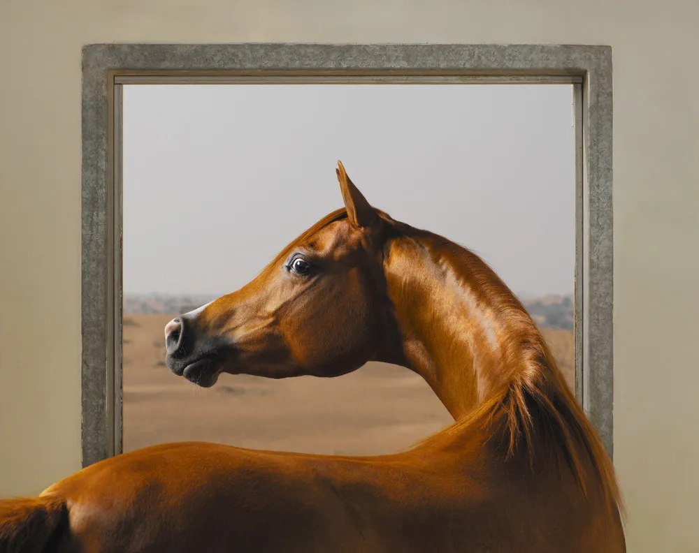 Horse Photography by Tim Flach