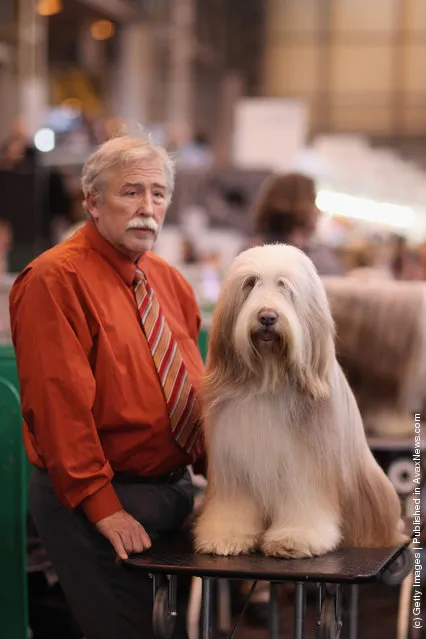 An Old English Sheepdog sits on a grooming table next to it's owner on day three of Crufts at the Birmingham NEC Arena