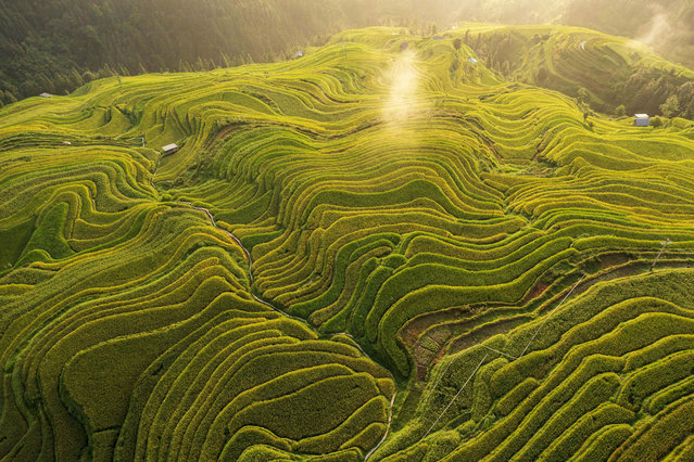 Photo taken on Aug 21, 2024 shows the view of the rice terraces at the Jiabang Rice Terraces scenic spot in Congjiang county, Southwest China's Guizhou province. (Photo credit should read CFOTO/Future Publishing via Getty Images)