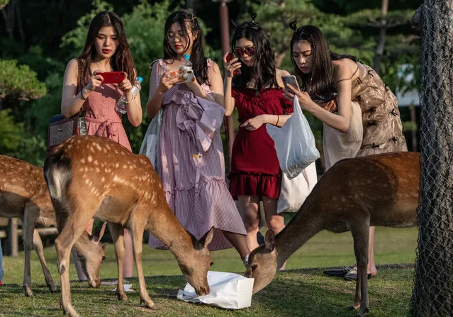 Tourists take photographs as a wild sika deer eats a bag on June 6, 2019 in Nara, Japan. Nara's free-roaming deer have become a huge attraction for tourists. However, an autopsy on a deer that was recently found dead near one of the city's famous temples discovered 3.2kg of plastic in its stomach and caused concern at the effect of tourism as Japan struggles to cope with a huge increase in domestic and international tourists. Alongside a growing Japanese tendency to holiday domestically, a record 31 million people visited the country in 2018 up 8.7 percent from the previous year, with many people now worrying about the environmental impact caused by such large visitor numbers. (Photo by Carl Court/Getty Images)
