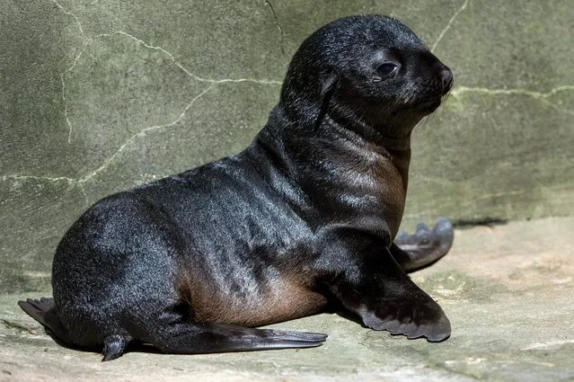 A two-weeks old brown fur seal female (Arctocephalus pusillus) in its enclosure in Wroclaw Zoo in Wroclaw, Poland, 26 June 2014. A young seal female will stay in an enclosure over the next two months, while its fur will change to get waterproof. The seal pup will also make first swimming attempts. (Photo by Maciej Kulczynski/EPA)