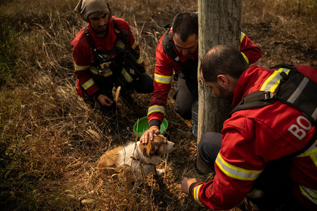 Firefighters give water to a dog rescued during a wildfire at Arrancada village, Agueda in Aveiro on September 17, 2024. Thousands of firefighters battled wildfires in Portugal that have killed seven people and burnt more land in a matter of days than the rest of the summer combined. Raging since the weekend before worsening on September 16, the blazes have also left at least 40 people injured, including 33 firefighters, according to the latest figures from the authorities. Scientists say that fossil fuel emissions are worsening the length, frequency and intensity of heatwaves across the world. The rising temperatures are leading to longer wildfire seasons and increasing the area burnt in the flames, according to the United Nations Intergovernmental Panel on Climate Change. (Photo by Patrícia de Melo Moreira/AFP Photo)