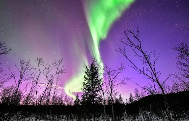 Northern lights are pictured over a forest in Russia's Murmansk Region on January 25, 2022. The Murmansk Region, located in the Arctic Circle, is one of Russia's best places for seeing northern lights. (Photo by Lev Fedoseyev/TASS)