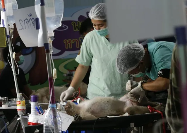 Thai veterinarian sterilizes a monkey in a bid to control the birth rate of the monkey population in Hua Hin city, Prachuap Khiri Khan Province, Thailand, 15 July 2017. (Photo by Narong Sangnak/EPA/EFE)