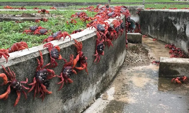 In this handout image provided by Parks Australia, thousands of red crabs are seen walking in a drain on November 23, 2021 in Christmas Island. The annual migration of red crabs begins with first rains of the wet season on Christmas Island, usually around October or November. Millions of the red crabs make their way across the island to the ocean to mate and spawn. (Photo by Parks Australia via Getty Images)