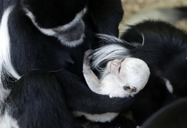 A grown mantled guereza holds a new born baby at the zoo in Prague, Czech Republic, Wednesday, February 26, 2020. The baby guereza was born on Feb. 24, and its s*x is still unknown. (Photo by Petr David Josek/AP Photo)