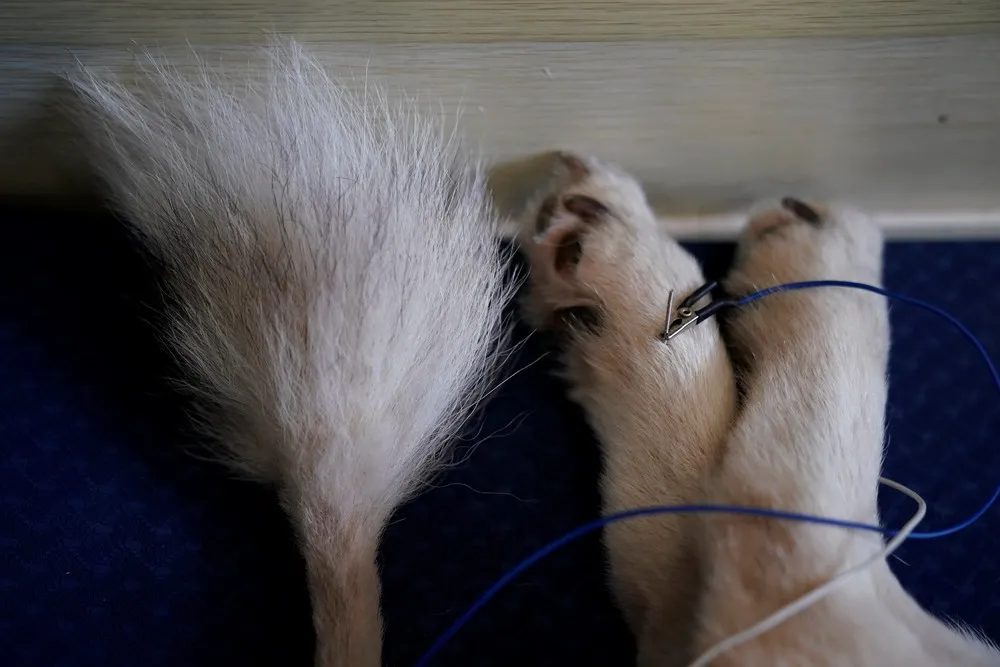 Pets Receiving Acupuncture in China