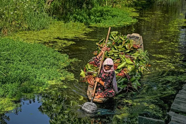 A woman carries lotus roots to be used as cattle feed on a boat as she steers through interior channels of the Dal Lake in Srinagar on July 18, 2022. (Photo by Tauseef Mustafa/AFP Photo)