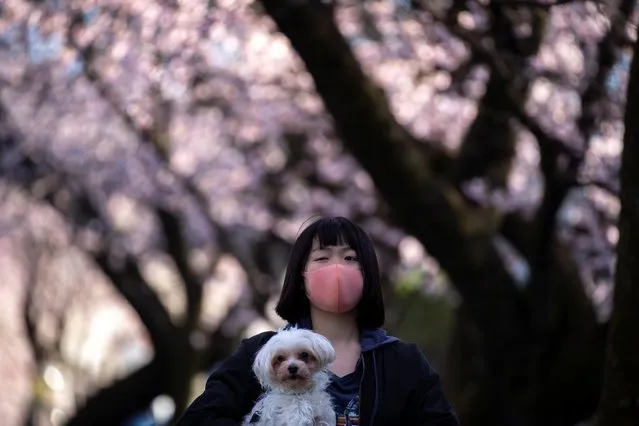 A girl wearing a face mask holds up her dog as she enjoys watching cherry blossom in Saitama Prefecture, Japan, March 6, 2020. (Photo by Athit Perawongmetha/Reuters)